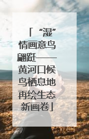“湿”情画意鸟翩跹——黄河口候鸟栖息地再绘生态新画卷
