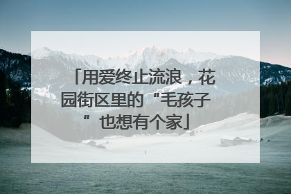 用爱终止流浪，花园街区里的“毛孩子”也想有个家