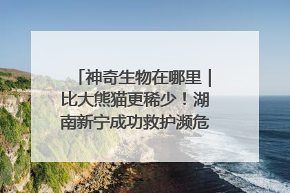 神奇生物在哪里｜比大熊猫更稀少！湖南新宁成功救护濒危鸟类海南鳽