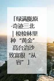 绿满陇原·奇迹三北｜梭梭林里种“黄金” 高台治沙致富很“从容”