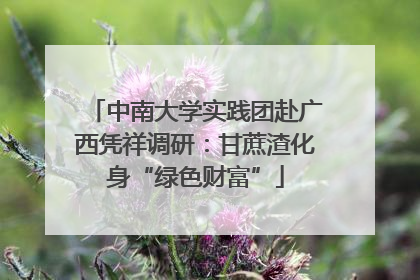 中南大学实践团赴广西凭祥调研：甘蔗渣化身“绿色财富”
