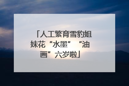 人工繁育雪豹姐妹花“水墨”“油画”六岁啦