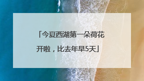 今夏西湖第一朵荷花开啦，比去年早5天