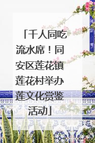 千人同吃流水席！同安区莲花镇莲花村举办莲文化赏鉴活动