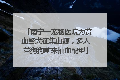 南宁一宠物医院为贫血警犬征集血源，多人带狗狗前来抽血配型