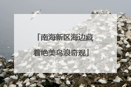南海新区海边藏着绝美鸟浪奇观