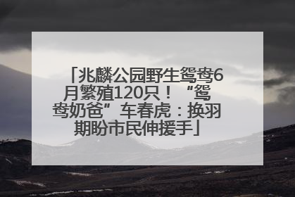 兆麟公园野生鸳鸯6月繁殖120只！“鸳鸯奶爸”车春虎：换羽期盼市民伸援手