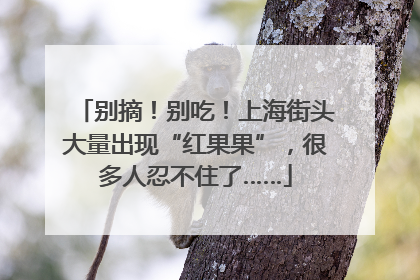 别摘！别吃！上海街头大量出现“红果果”，很多人忍不住了……