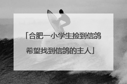 合肥一小学生捡到信鸽 希望找到信鸽的主人
