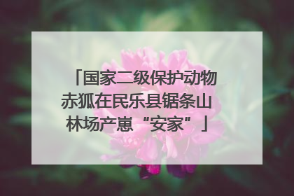 国家二级保护动物赤狐在民乐县锯条山林场产崽“安家”