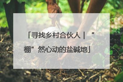 寻找乡村合伙人｜“棚”然心动的盐碱地
