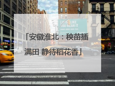 安徽淮北：秧苗插满田 静待稻花香