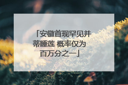安徽首现罕见并蒂睡莲 概率仅为百万分之一