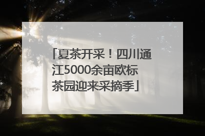 夏茶开采！四川通江5000余亩欧标茶园迎来采摘季
