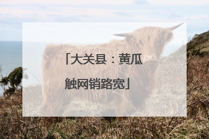 大关县：黄瓜触网销路宽