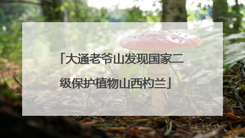 大通老爷山发现国家二级保护植物山西杓兰