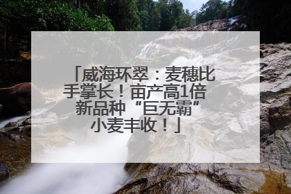 威海环翠：麦穗比手掌长！亩产高1倍 新品种“巨无霸”小麦丰收！