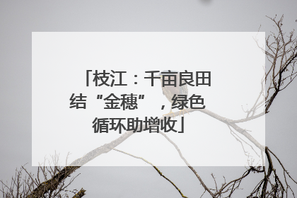 枝江：千亩良田结“金穗”，绿色循环助增收