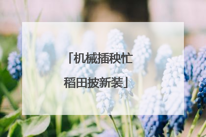机械插秧忙 稻田披新装