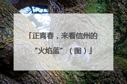 正青春，来看信州的“火焰蓝”（图）
