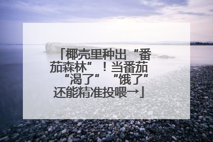 椰壳里种出“番茄森林”！当番茄“渴了”“饿了”还能精准投喂→