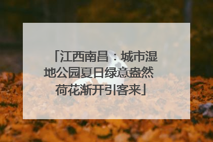 江西南昌：城市湿地公园夏日绿意盎然 荷花渐开引客来