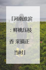 河南淮滨：鲜桃压枝香 采摘正当时