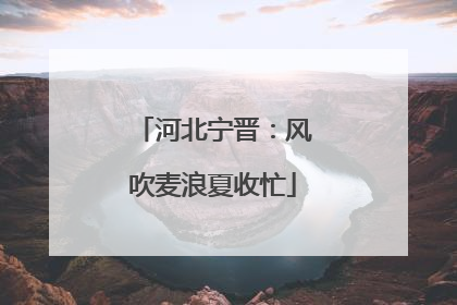 河北宁晋：风吹麦浪夏收忙