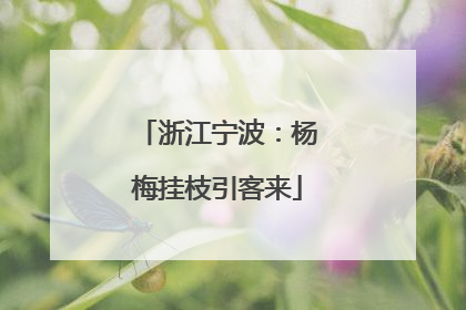 浙江宁波：杨梅挂枝引客来
