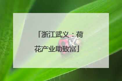浙江武义：荷花产业助致富