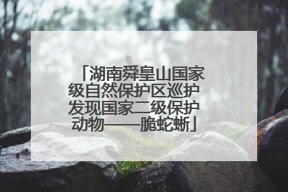 湖南舜皇山国家级自然保护区巡护发现国家二级保护动物——脆蛇蜥