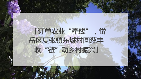 订单农业“牵线”，岱岳区夏张镇东城村圆葱丰收“链”动乡村振兴