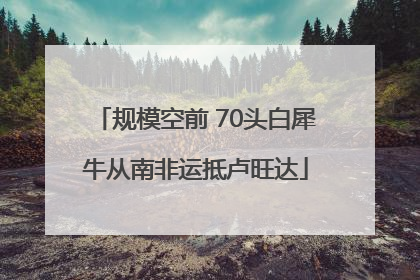 规模空前 70头白犀牛从南非运抵卢旺达