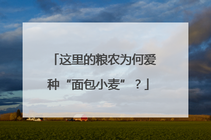 这里的粮农为何爱种“面包小麦”？