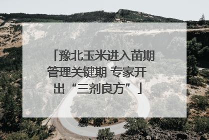 豫北玉米进入苗期管理关键期 专家开出“三剂良方”