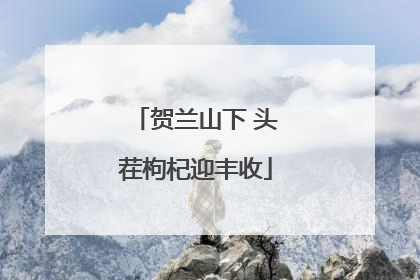 贺兰山下 头茬枸杞迎丰收