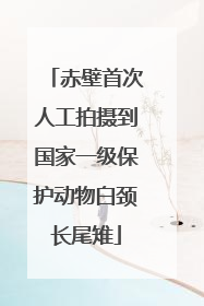 赤壁首次人工拍摄到国家一级保护动物白颈长尾雉