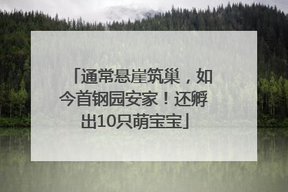 通常悬崖筑巢，如今首钢园安家！还孵出10只萌宝宝