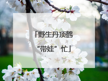 野生丹顶鹤“带娃”忙