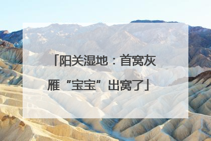 阳关湿地：首窝灰雁“宝宝”出窝了