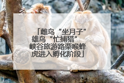 雌鸟“坐月子”雄鸟“忙捕猎” 峡谷旅游路栗喉蜂虎进入孵化阶段