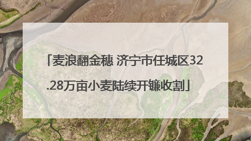 麦浪翻金穗 济宁市任城区32.28万亩小麦陆续开镰收割