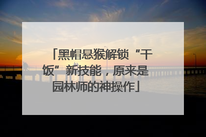 黑帽悬猴解锁“干饭”新技能，原来是园林师的神操作